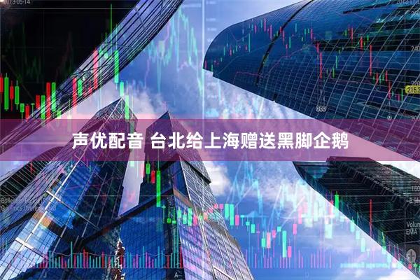 声优配音 台北给上海赠送黑脚企鹅