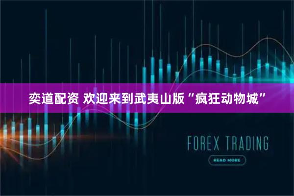 奕道配资 欢迎来到武夷山版“疯狂动物城”
